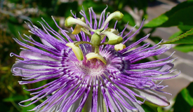 Passiflora incarnata